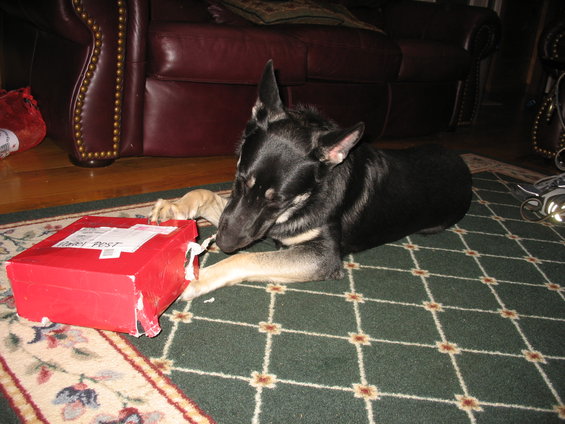 Dog chewing on a red box labeled 'PRIORITY POST'