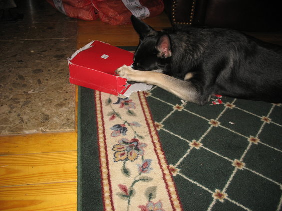 Black dog with tan markings chews on a torn red box on a patterned rug