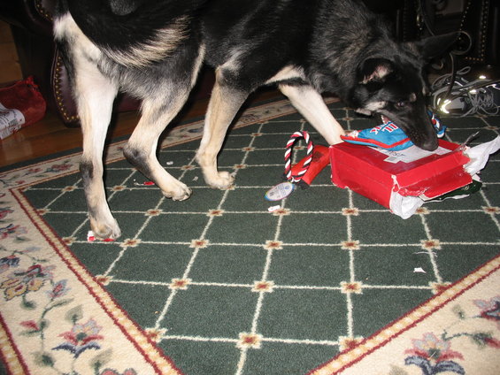 German Shepherd dog sniffing a red box with a blue toy inside, on a green carpet