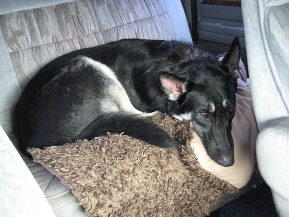 German Shepherd dog curled up asleep on a fluffy cushion inside a vehicle