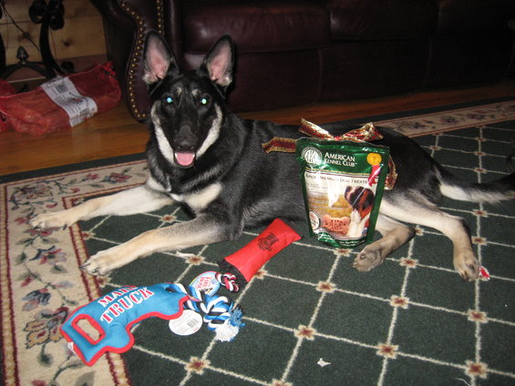 German Shepherd dog lying on a rug with dog toys and a bag of treats