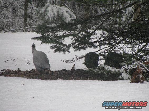 Guineafowl stands in snow near a pine tree, with snow-covered branches in the background