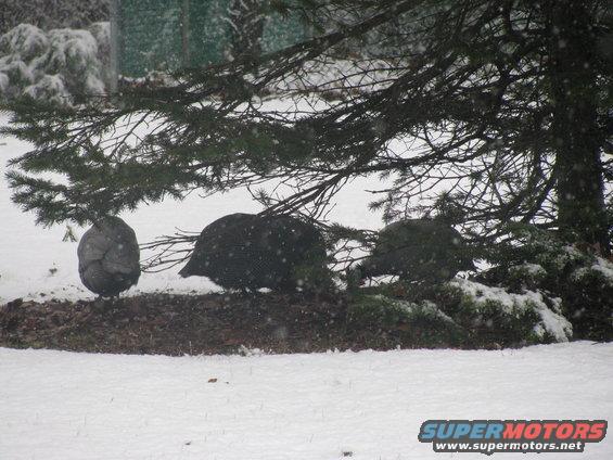 snow-2309-002.jpg 