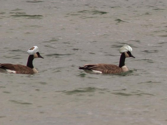 Two geese swim in water, each wearing a white turban on its head
