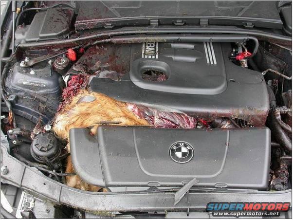 Deer3
