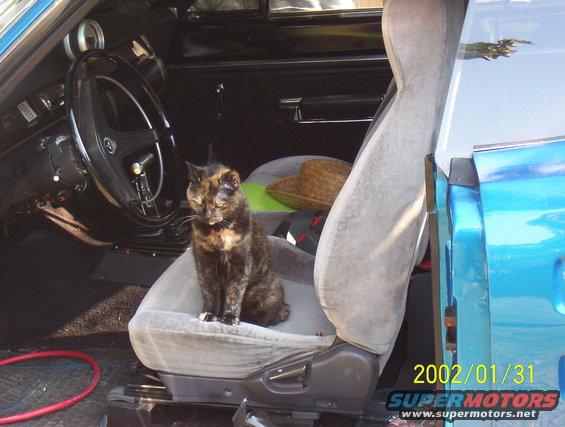Pepper.  Sitting in my Dodge Coronet.  She passed away last Spring.  R.I.P. Pepper.