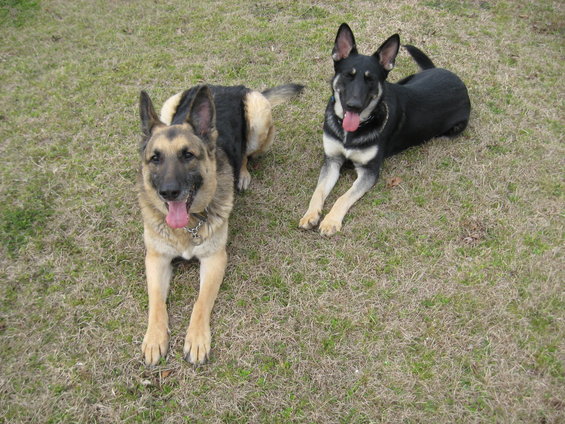 Two German Shepherd dogs, one tan and black, the other black and tan, lying down on a patch of dry grass