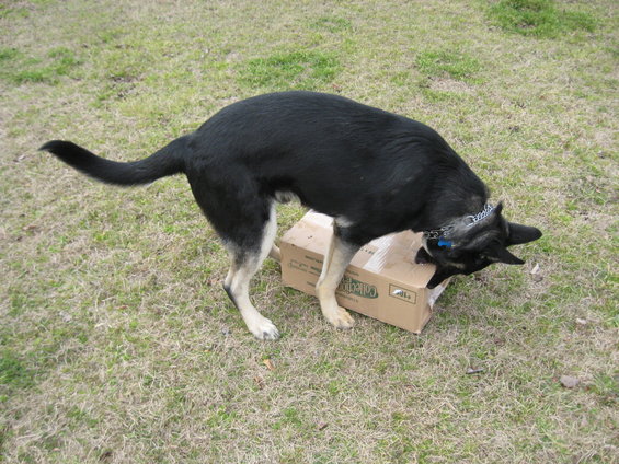 Dog sniffing a cardboard box on grass