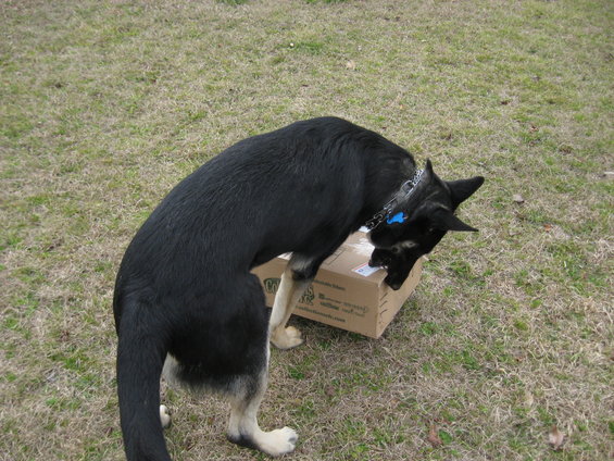 German Shepherd dog sniffing a cardboard box on grass