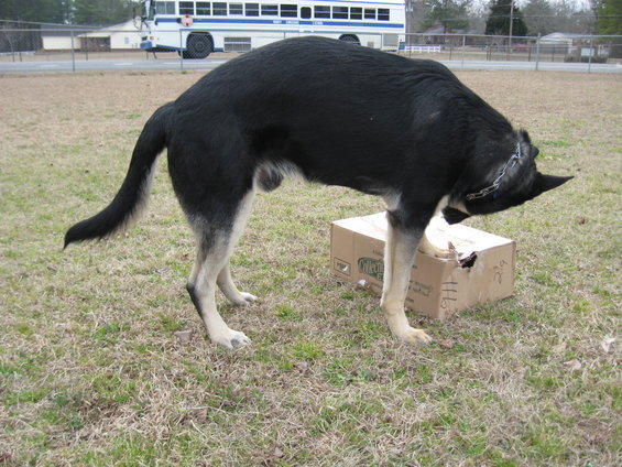 German Shepherd sniffing a torn cardboard box on grass. A bus is in the background