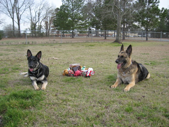 Two German Shepherd dogs lying on grass with a pile of dog toys between them