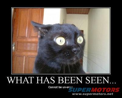 Black cat with wide, yellow eyes and ears back, looking startled. Text below reads 'WHAT HAS BEEN SEEN... Cannot be un-seen'