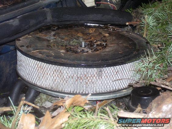 Engine air filter housing filled with leaves and debris, surrounded by pine needles and branches