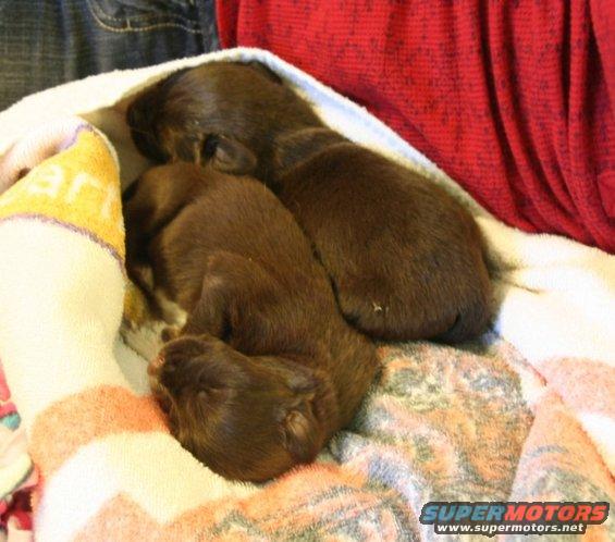 Three brown puppies sleeping bundled in blankets