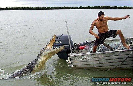 Got Gator