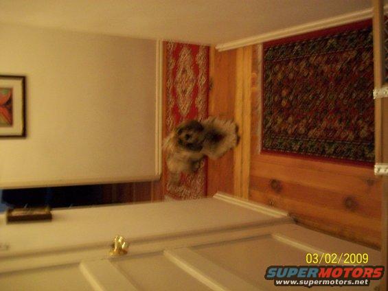 Stuffed dog hanging on wall with Persian rugs and wood paneling