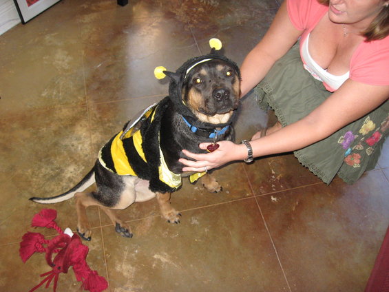 Dog wearing a black and yellow bee costume with antennae, sitting on a tiled floor