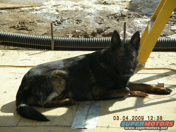Dog lying down on a wooden surface with construction debris in the background