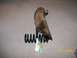 1995 Mercury Grand Marquis - A cat investigates a coil spring, which is the subject of the registry claim.