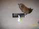 1995 Mercury Grand Marquis - A coil spring sits on a carpeted floor next to a cat, with a date stamp indicating it was photographed on March 10, 2009.
