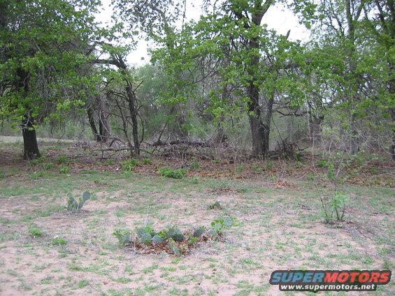 Wooded area with trees, brush, cacti, and sandy ground