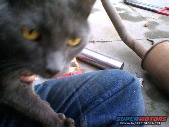Some friendly help while I'm busy working.  I'm sure he was excited to find a lap to sit in outside.

