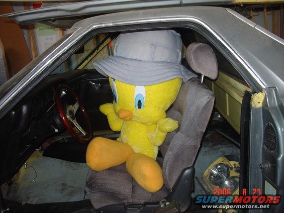tweety just chillin.