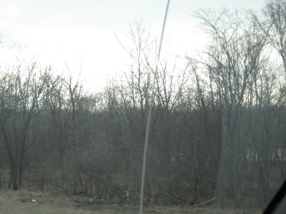 overcast sky above dense, bare trees and brush along a roadside