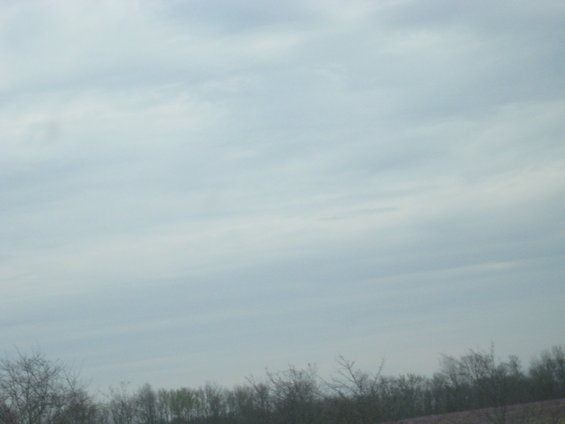 Overcast sky above a line of bare trees