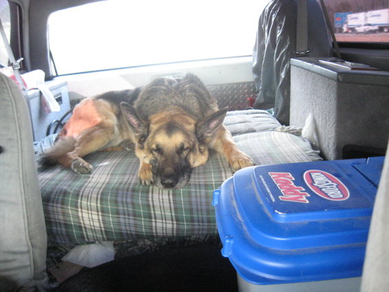 German Shepherd dog sleeping on a plaid blanket inside a vehicle, with a blue cooler in the foreground