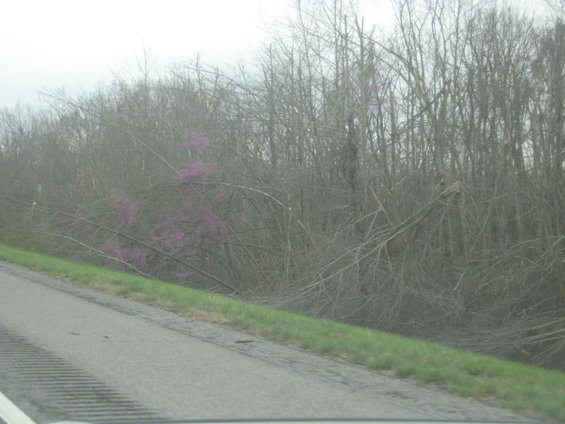 Overcast sky above bare trees and a grassy embankment next to a road
