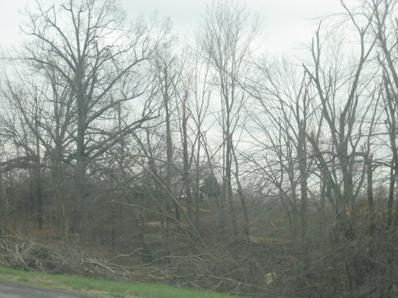 Bare trees and brush with fallen branches in the foreground