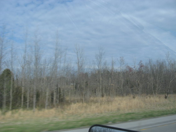 View of bare trees and cloudy sky from a moving vehicle, with a reflection in the side mirror