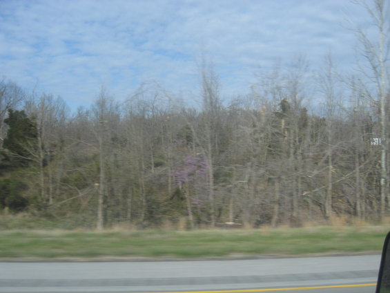 trees and sky seen from a moving vehicle