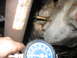 1995 Ford C-350 (Centurion Conversions) - A close-up view of a transmission pressure gauge being used to test a vehicle's transmission.