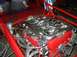 1993 Ford Taurus - This custom V8 engine features polished intake runners and bright red engine block paint, suggesting a high-performance build.