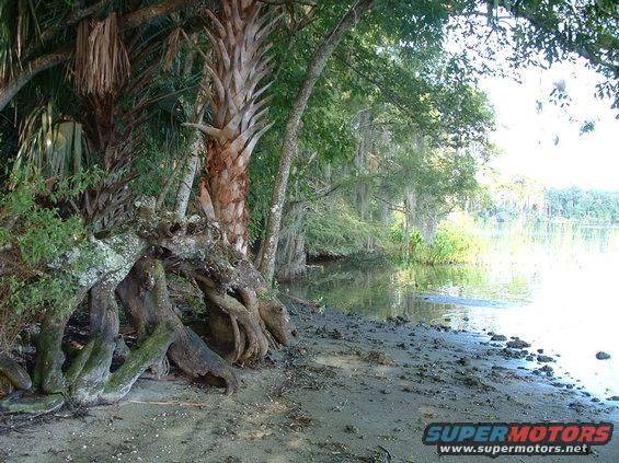 lake-george-shore.jpg lake george shoreline