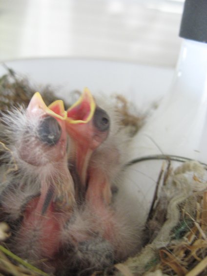 Two baby birds with mouths open wide in a nest