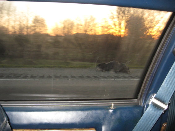 Animal crossing road at sunset, viewed from car interior