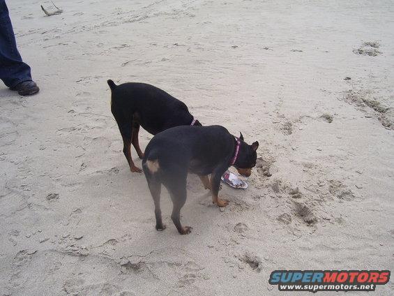 Two black dogs sniffing the sand on a beach, one with a pink collar