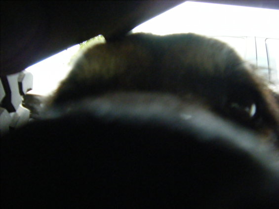 My loyal helper checking on me.