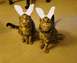 1970 Mercury Cougar - These two cats are dressed up for Easter with bunny ears.