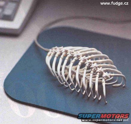 mouse-skelet.jpg