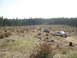 1989 Ford Bronco - Several SUVs navigate a rough, deforested terrain with a dense forest lining the horizon.
