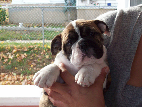 English Bulldog puppy with brown and white markings held by a person