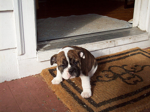 English Bulldog puppy sitting on a doormat by a doorway