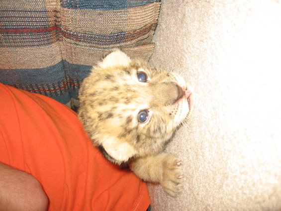 lion cub with blue eyes and spotted fur on a couch