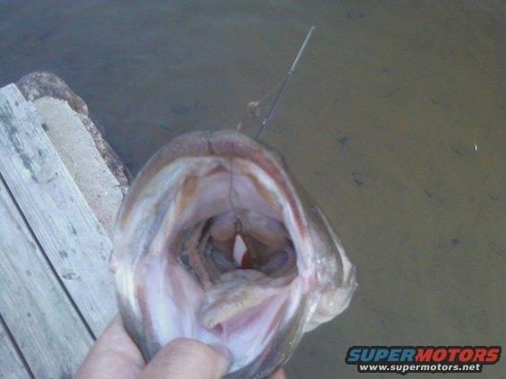 Open fish mouth with a fishing lure visible inside