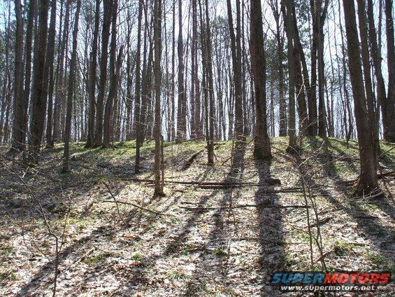 Forest floor with fallen leaves and tree trunks, dappled sunlight