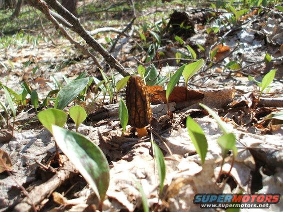 Morel mushroom growing in forest floor debris